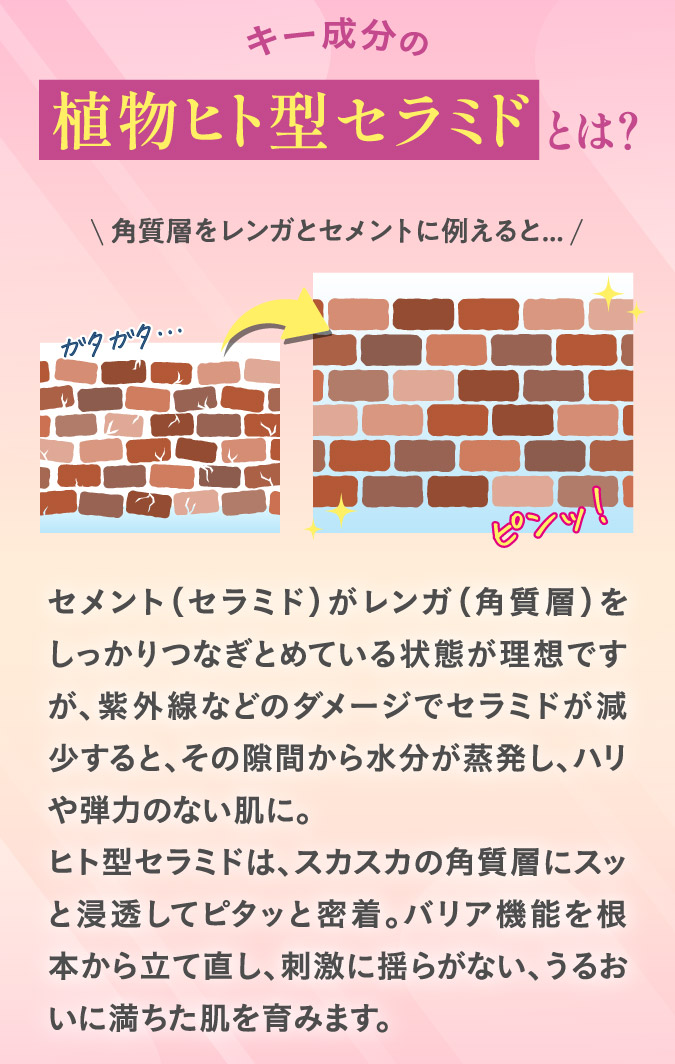 キー成分の植物ヒト型セラミドとは？